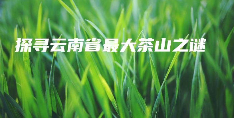 探寻云南省最大茶山之谜插图