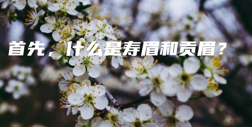 首先，什么是寿眉和贡眉？插图