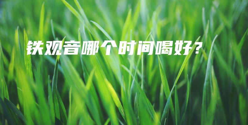 铁观音哪个时间喝好？插图