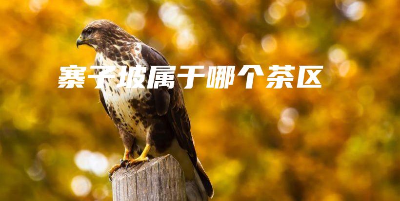 寨子坡属于哪个茶区插图