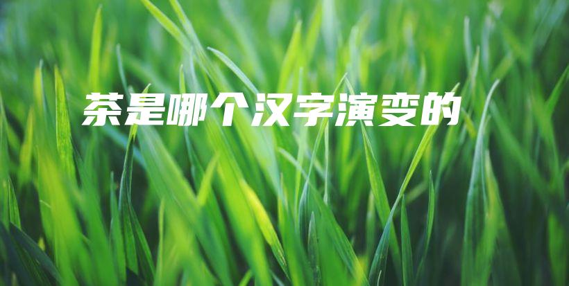 茶是哪个汉字演变的插图