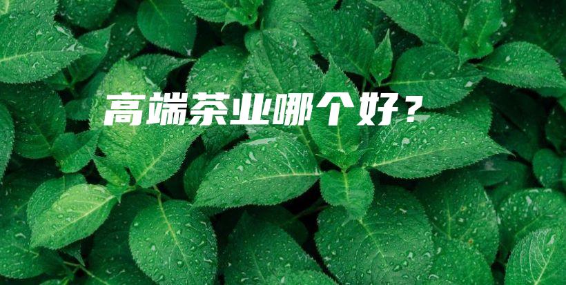 高端茶业哪个好？插图