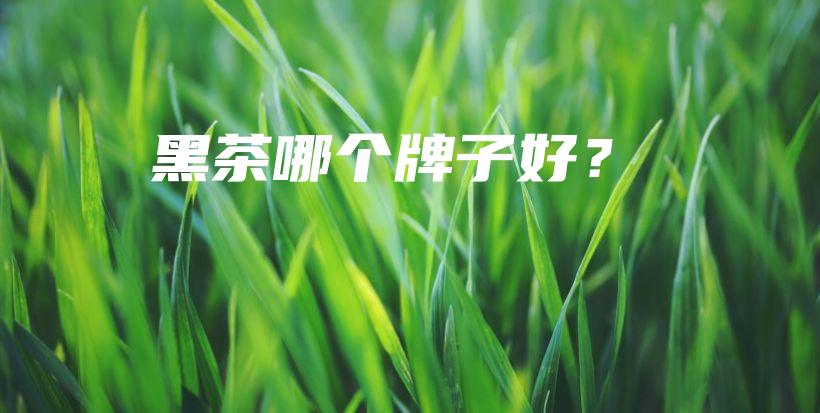 黑茶哪个牌子好？插图