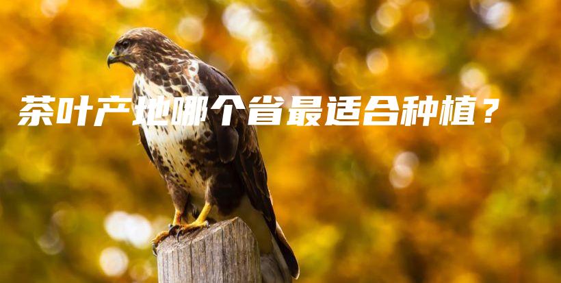 茶叶产地哪个省最适合种植？插图