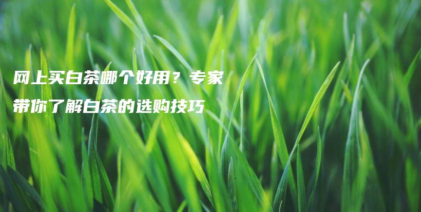 网上买白茶哪个好用？专家带你了解白茶的选购技巧插图