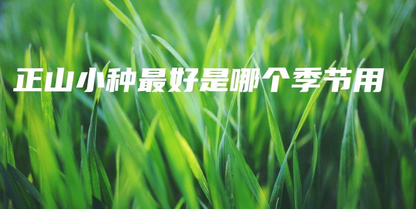 正山小种最好是哪个季节用插图