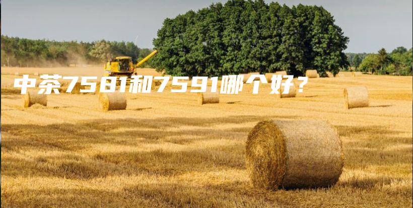 中茶7581和7591哪个好？插图