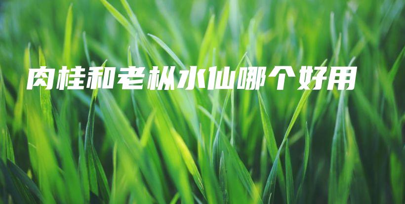 肉桂和老枞水仙哪个好用插图