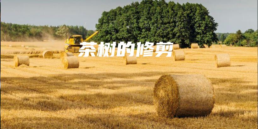 茶树的修剪插图
