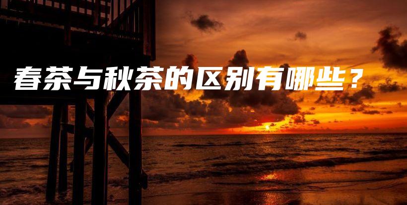 春茶与秋茶的区别有哪些？插图