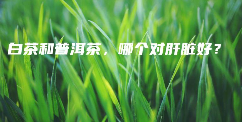 白茶和普洱茶,哪个对肝脏好?插图 白茶和普洱茶,哪个对肝脏好?插图