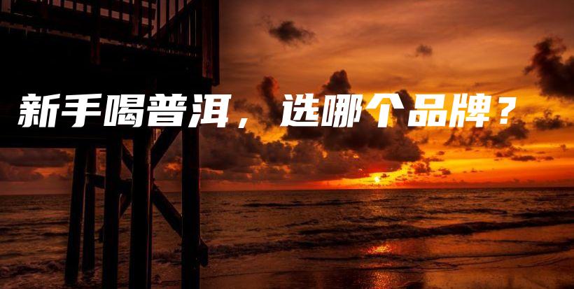 新手喝普洱，选哪个品牌？插图