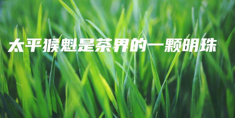 太平猴魁是茶界的一颗明珠插图