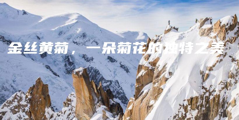 金丝黄菊，一朵菊花的独特之美插图