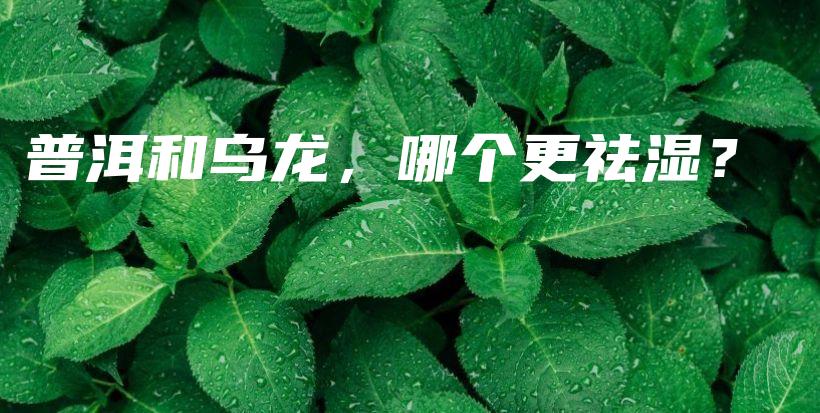 普洱和乌龙，哪个更祛湿？插图