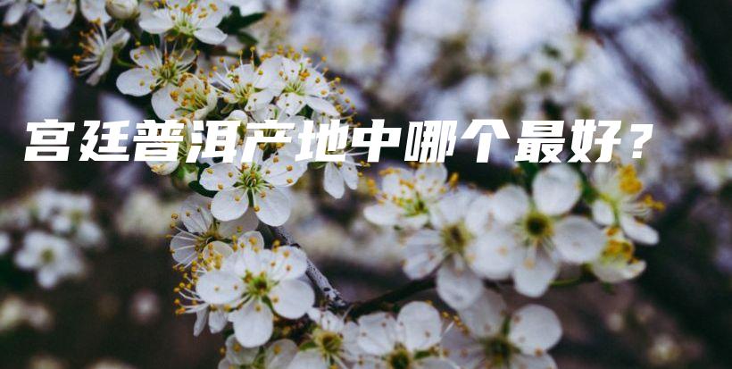 宫廷普洱产地中哪个最好？插图