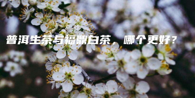 普洱生茶与福鼎白茶，哪个更好？插图