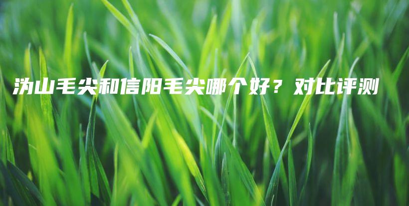 沩山毛尖和信阳毛尖哪个好？对比评测插图