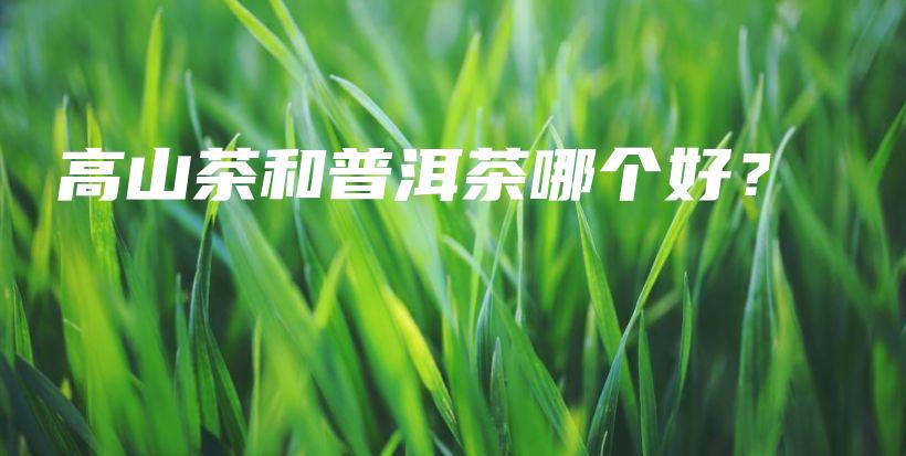 高山茶和普洱茶哪个好？插图