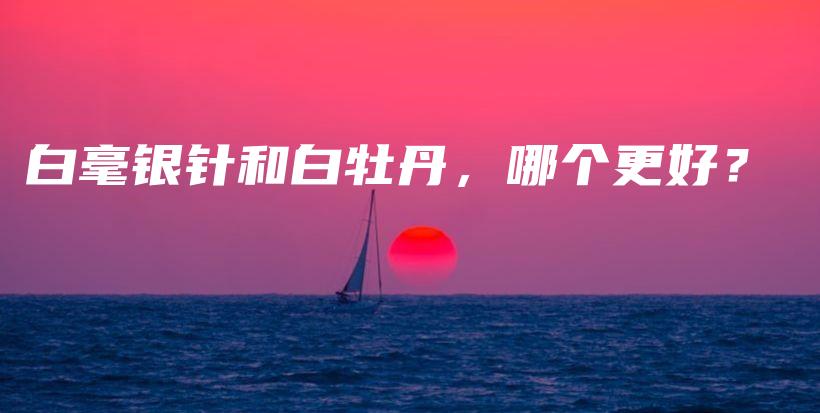 白毫银针和白牡丹,哪个更好?插图 白毫银针和白牡丹,哪个更好?插图