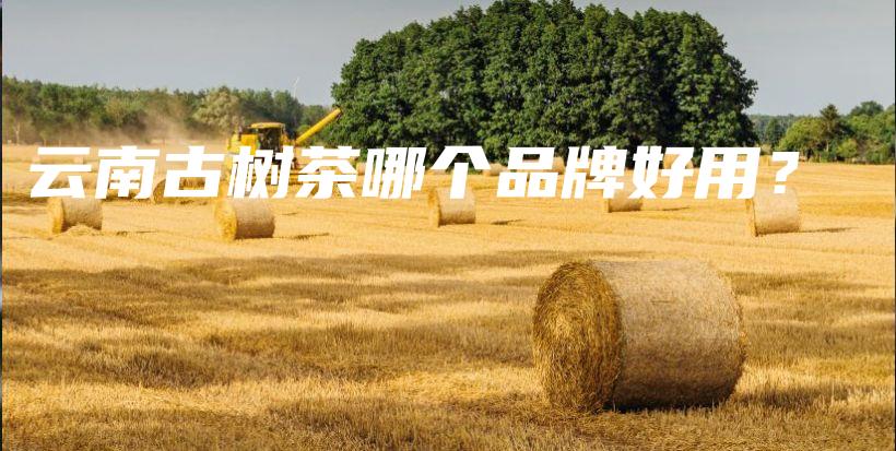 云南古树茶哪个品牌好用？插图