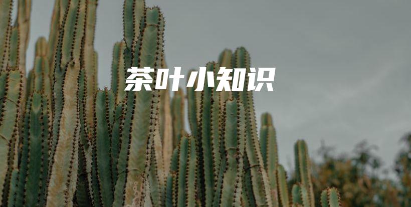 茶叶小知识插图