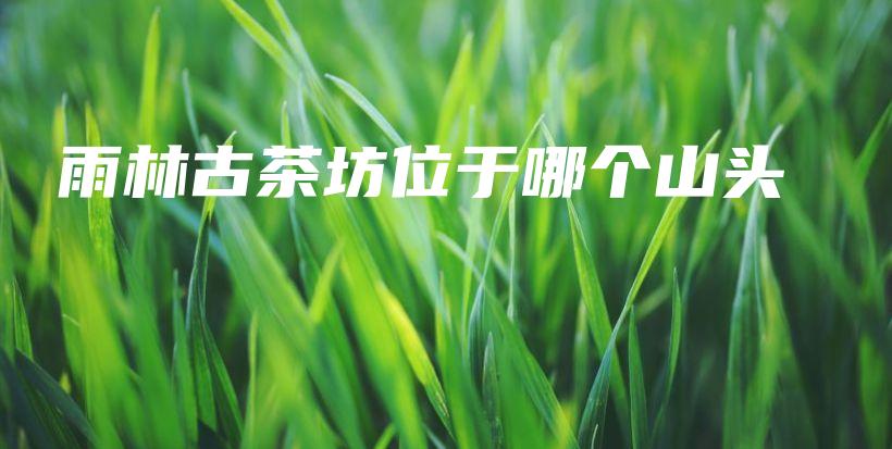 雨林古茶坊位于哪个山头插图