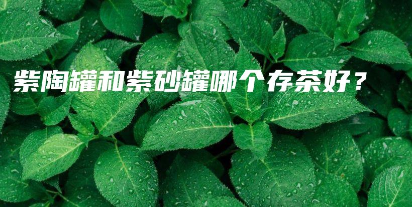 紫陶罐和紫砂罐哪个存茶好？插图