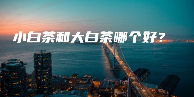 小白茶和大白茶哪个好？插图