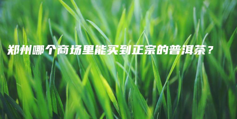 郑州哪个商场里能买到正宗的普洱茶？插图