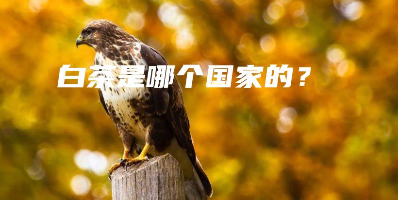 白茶是哪个国家的？插图