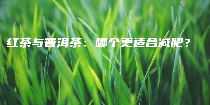 红茶与普洱茶：哪个更适合减肥？插图