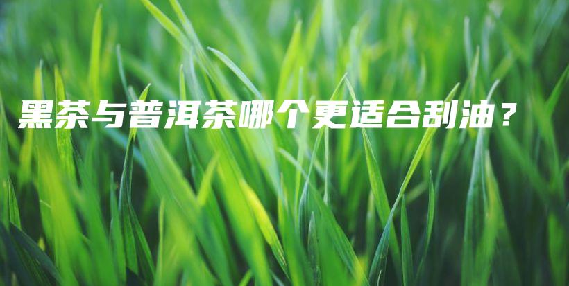 黑茶与普洱茶哪个更适合刮油？插图