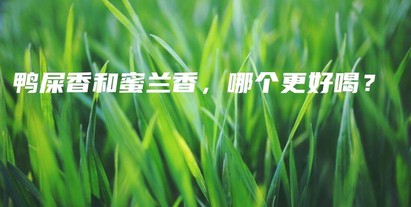 鸭屎香和蜜兰香,哪个更好喝?插图 鸭屎香和蜜兰香,哪个更好喝?插图