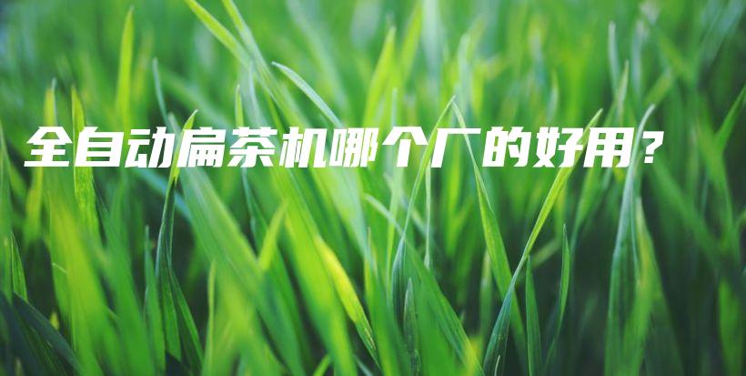 全自动扁茶机哪个厂的好用？插图