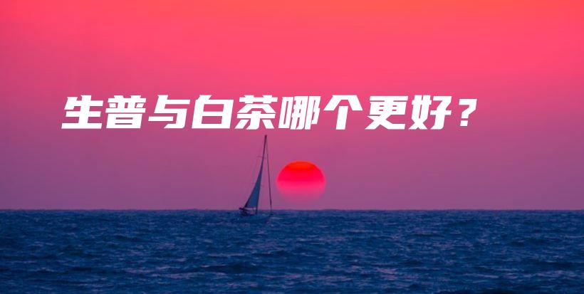 生普与白茶哪个更好？插图