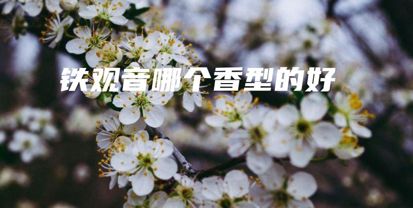 铁观音哪个香型的好插图