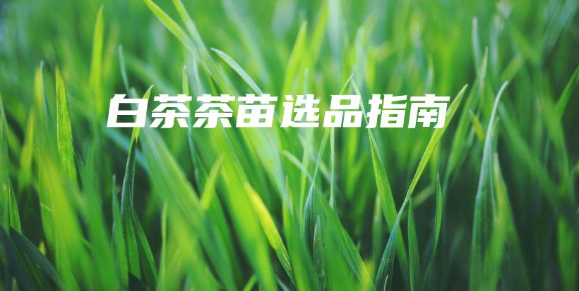 白茶茶苗选品指南插图 白茶茶苗选品指南插图