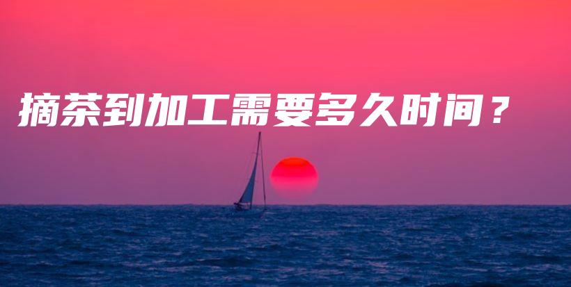 摘茶到加工需要多久时间？插图