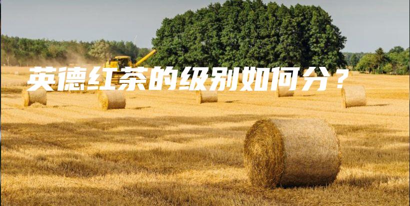 英德红茶的级别如何分？插图