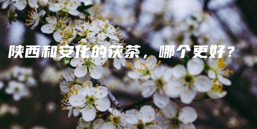 陕西和安化的茯茶，哪个更好？插图