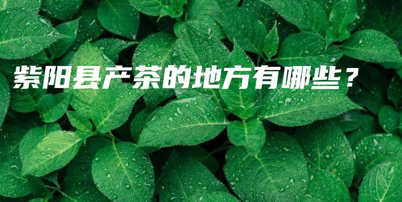紫阳县产茶的地方有哪些？插图