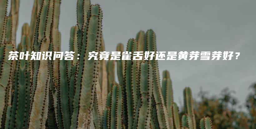 茶叶知识问答：究竟是雀舌好还是黄芽雪芽好？插图