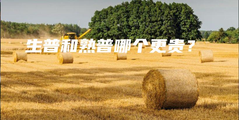 生普和熟普哪个更贵？插图