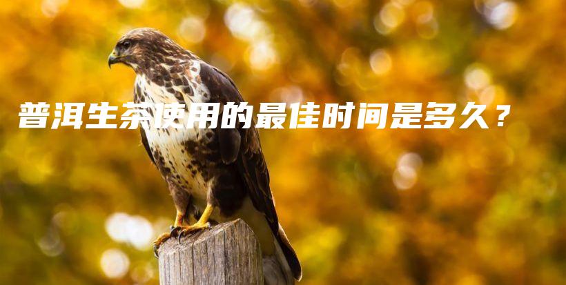 普洱生茶使用的最佳时间是多久?插图 普洱生茶使用的最佳时间是多久?插图