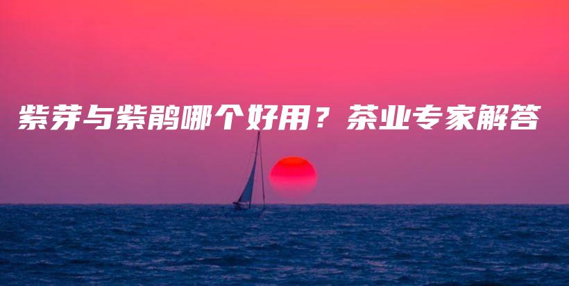 紫芽与紫鹃哪个好用？茶业专家解答插图