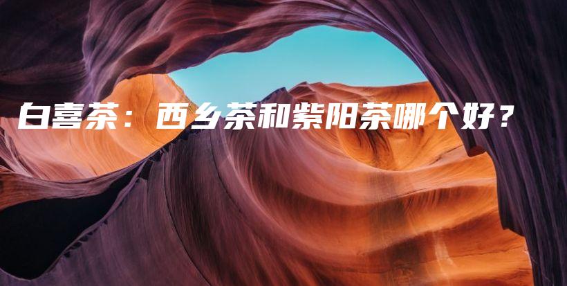 白喜茶：西乡茶和紫阳茶哪个好？插图