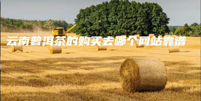 云南普洱茶的购买去哪个网站靠谱插图