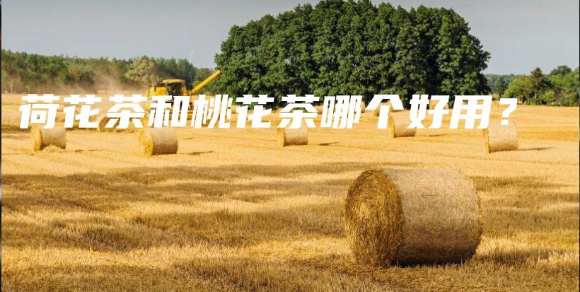 荷花茶和桃花茶哪个好用？插图