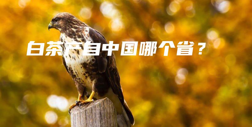 白茶产自中国哪个省?插图 白茶产自中国哪个省?插图